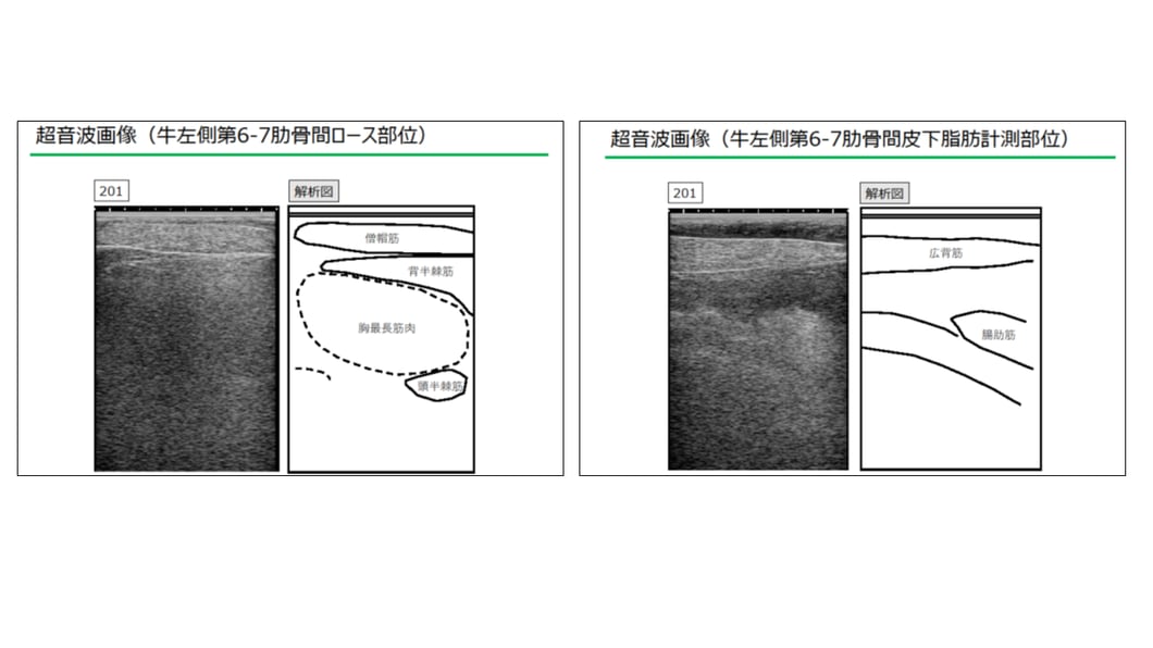 肉质的样本图像