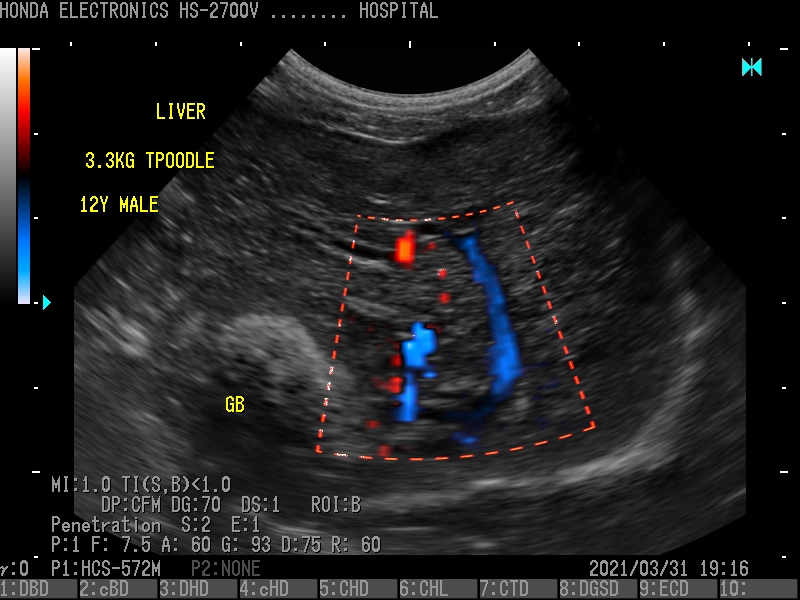 肝脏（贵宾犬，12岁） 探头：HCS-572M H-res：Penetration