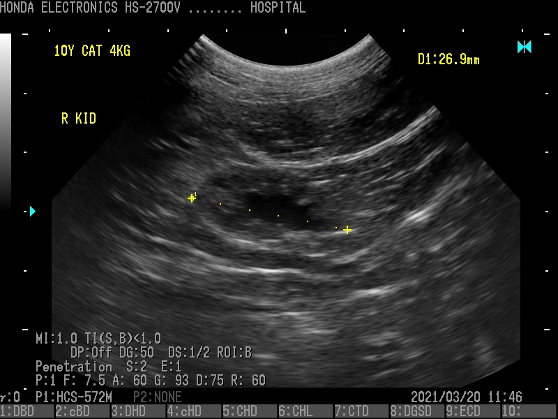肾脏（猫，10岁） 探头：HCS-572M H-res : Penetration